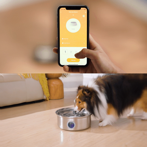 Oneisall 5L Automatischer Katzenfutterspender mit App & 7L Trinkbrunnen mit Sichtfenster Set