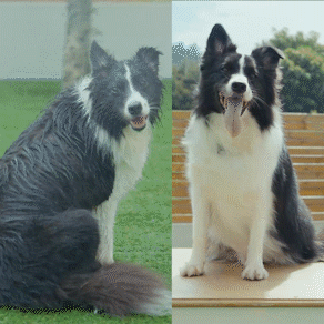 Oneisall Cozy C1 8-in-1 Tierhaarschneider mit Staubsauger & Föhngerät